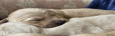 Goldador Puppy 7