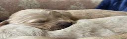 Goldador dogs for sale: 🐶 Adorable puppies ready for their forever homes  - Advert 10