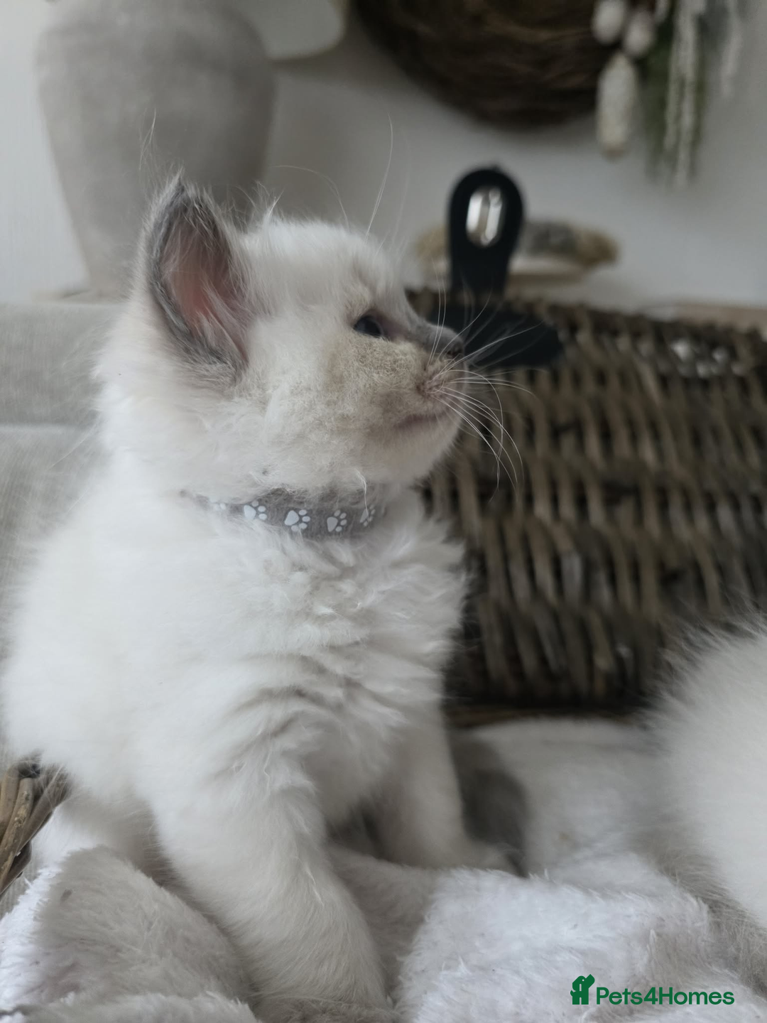 Ragdoll cats for sale: ✨RARE ALL LILAC LITTER GCCF&TICA Ragdoll Kittens✨ - Advert 8