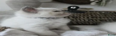 Grey collar - Blue point