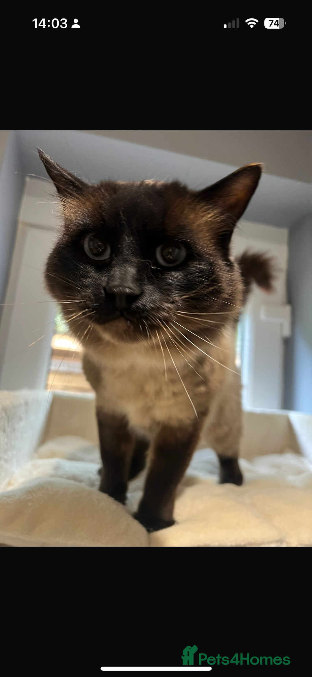 Ragdoll cats for sale: Seal colourpoint male Ragdoll  - Advert 2