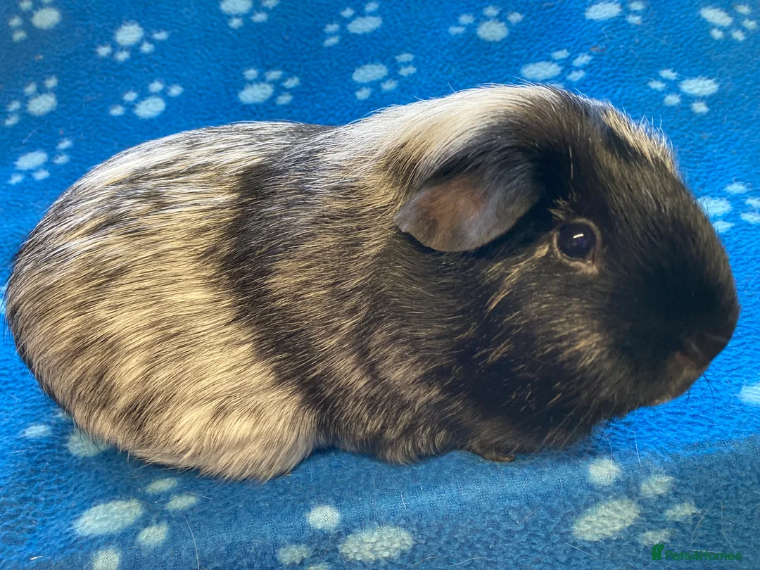 Guinea Pig rodents for sale: Baby and young adult boars - Advert 9