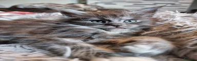 Maine Coon 2