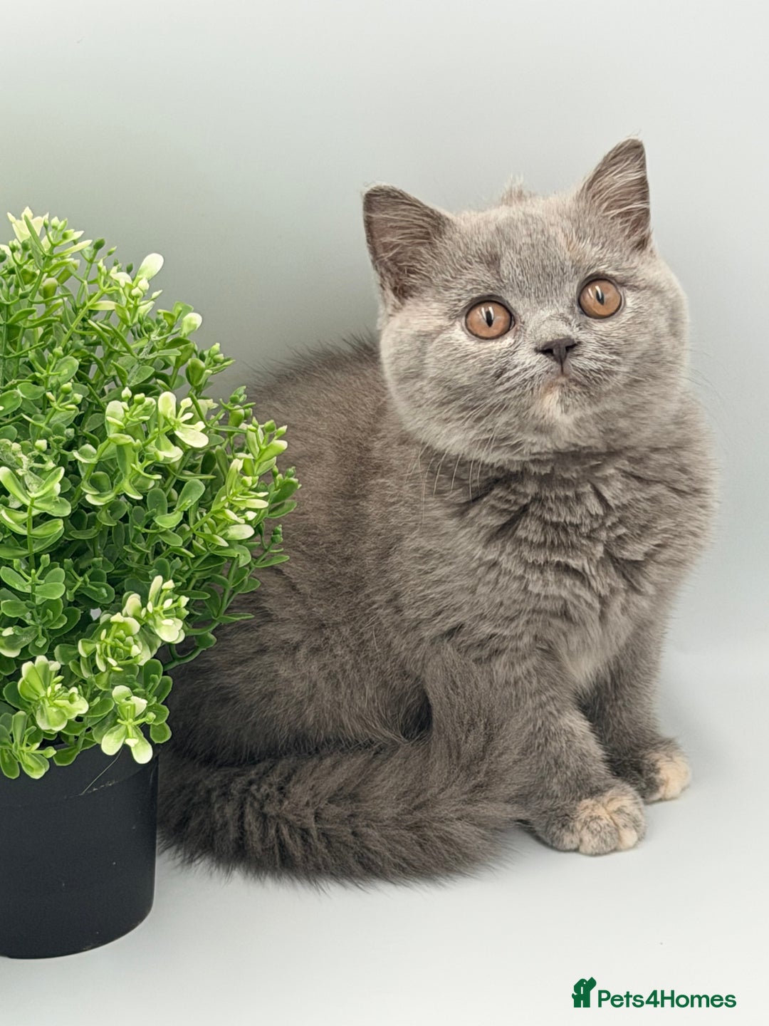 British Shorthair cats for sale: PEDIGREE REGISTERED CHUNKY BRITISH SHORTHAIRS  - Advert 5