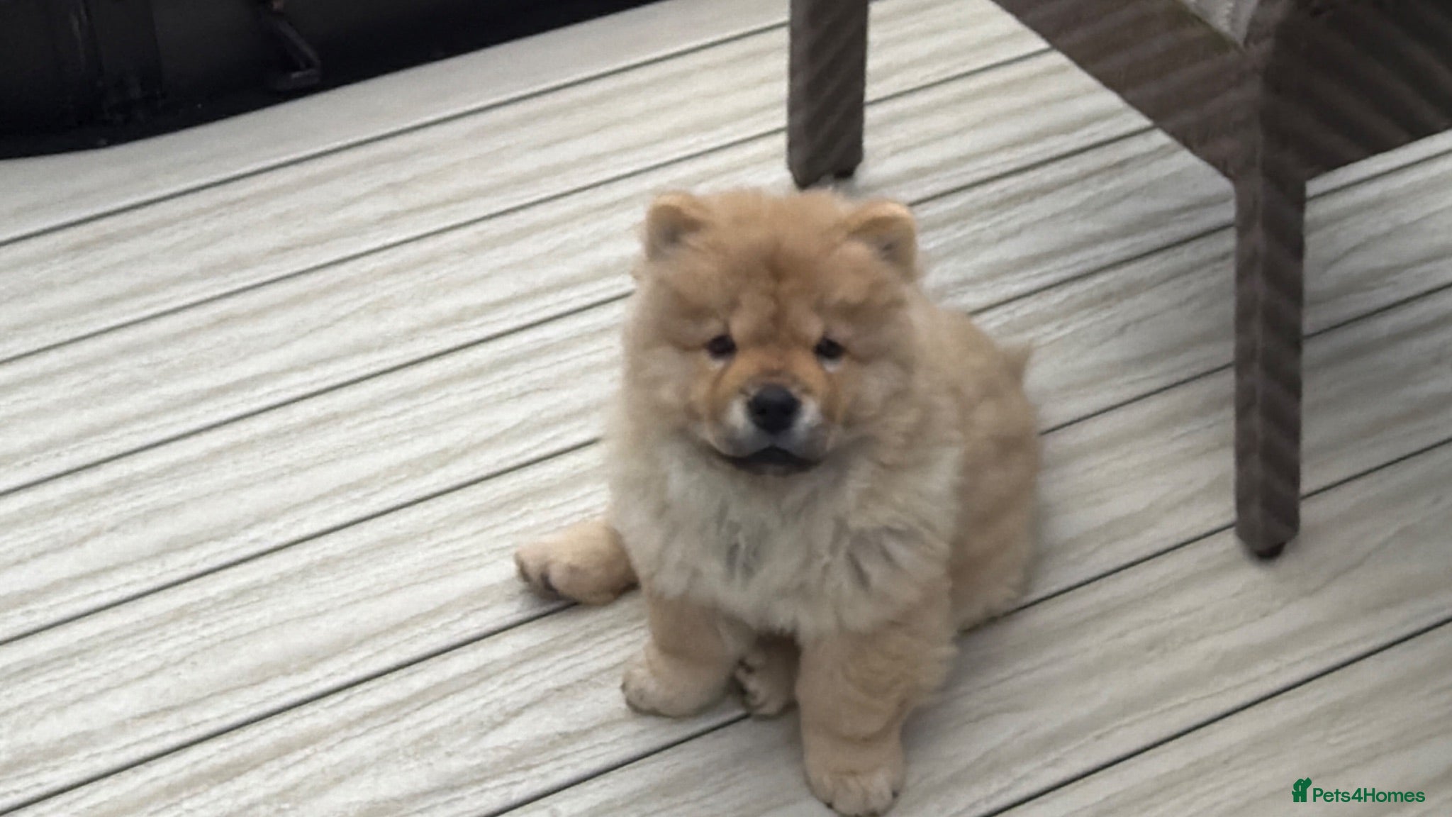 Chow Chow dogs Beautiful KC Registered Chow Chow Puppies  - Advert 2