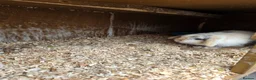 Mini Lop rabbits for sale: 2 Mini Lop Bunnies - Advert 3