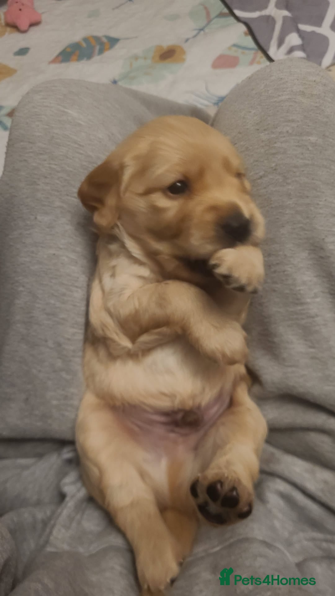 Cockerdor dogs for sale: Cocker Retriever aka Cockerdor bundles of joy - Advert 5