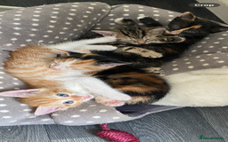 British Shorthair cats for sale: 4 beautiful kittens - Image 1