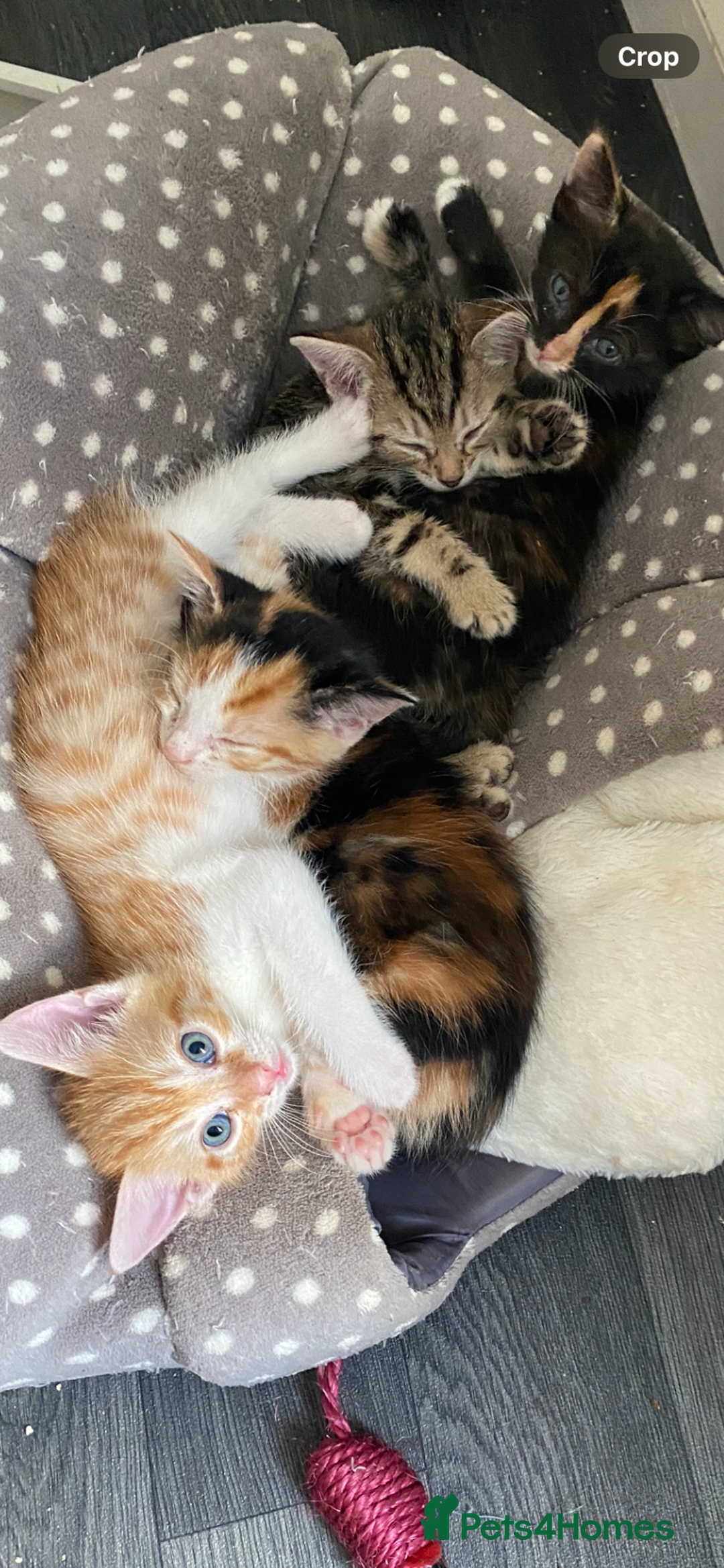 British Shorthair cats for sale: 4 beautiful kittens - Image 1