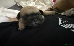 Frug dogs for sale: Puppies  - Image 8