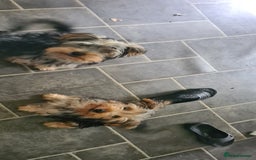 Yorkshire Terrier dogs for sale: Beautiful natured Yorkshire Terrier - Image 5