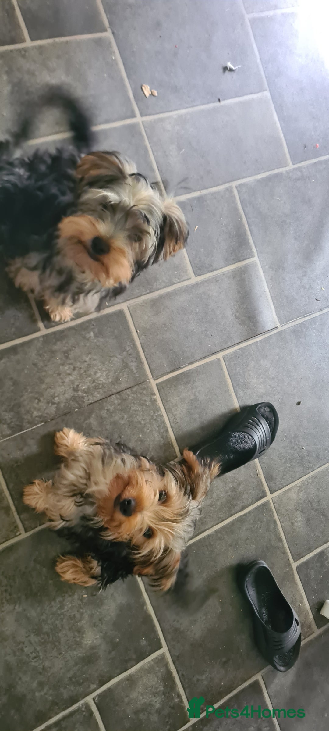 Yorkshire Terrier dogs for sale: Beautiful natured Yorkshire Terrier - Image 5
