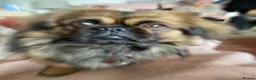 Pekingese dogs for sale: Tricky  - Advert 2