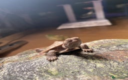 Turtle reptiles for sale: Mississippi Map Turtles - Image 13