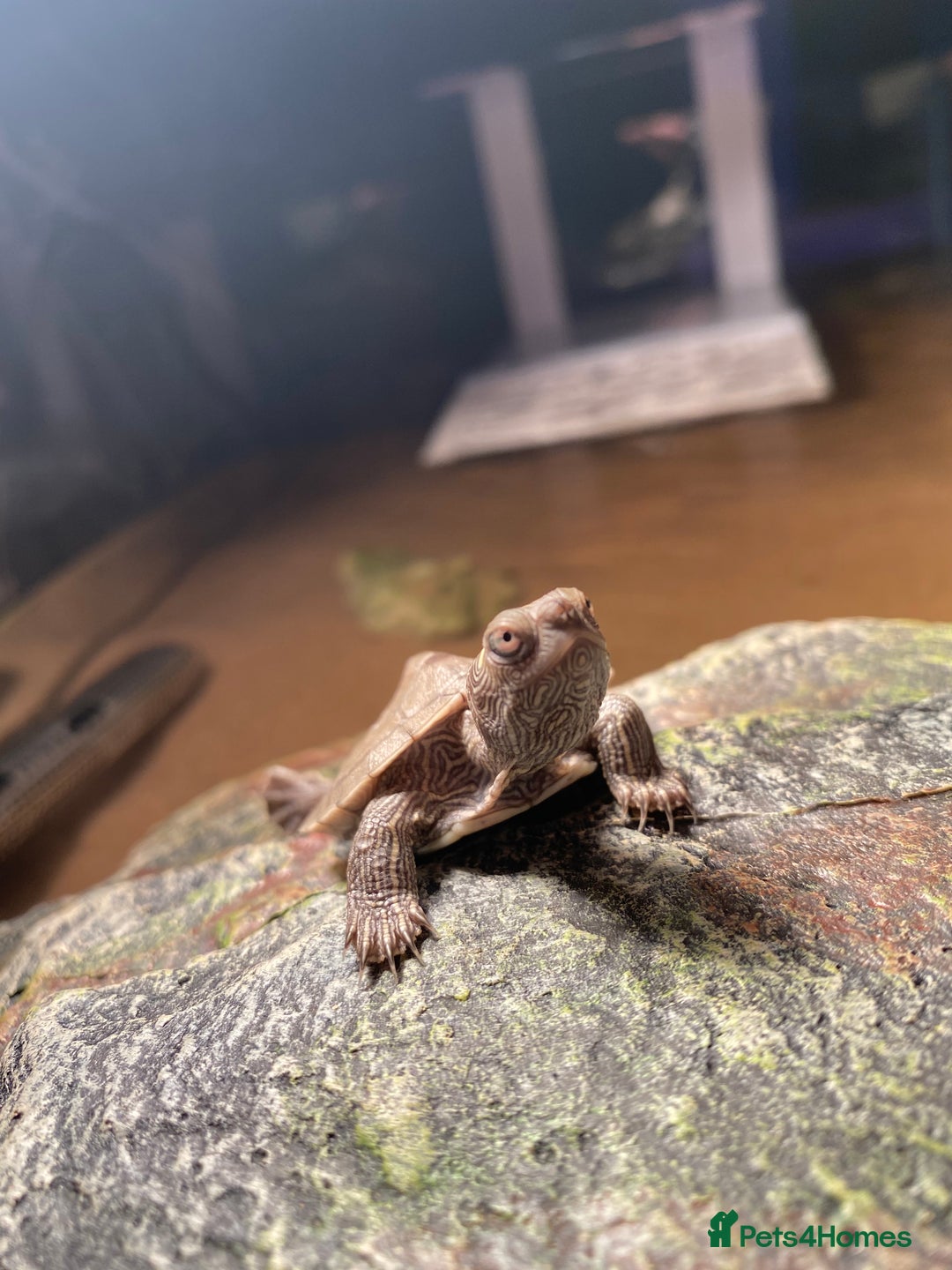 Turtle reptiles for sale: Mississippi Map Turtles - Image 13