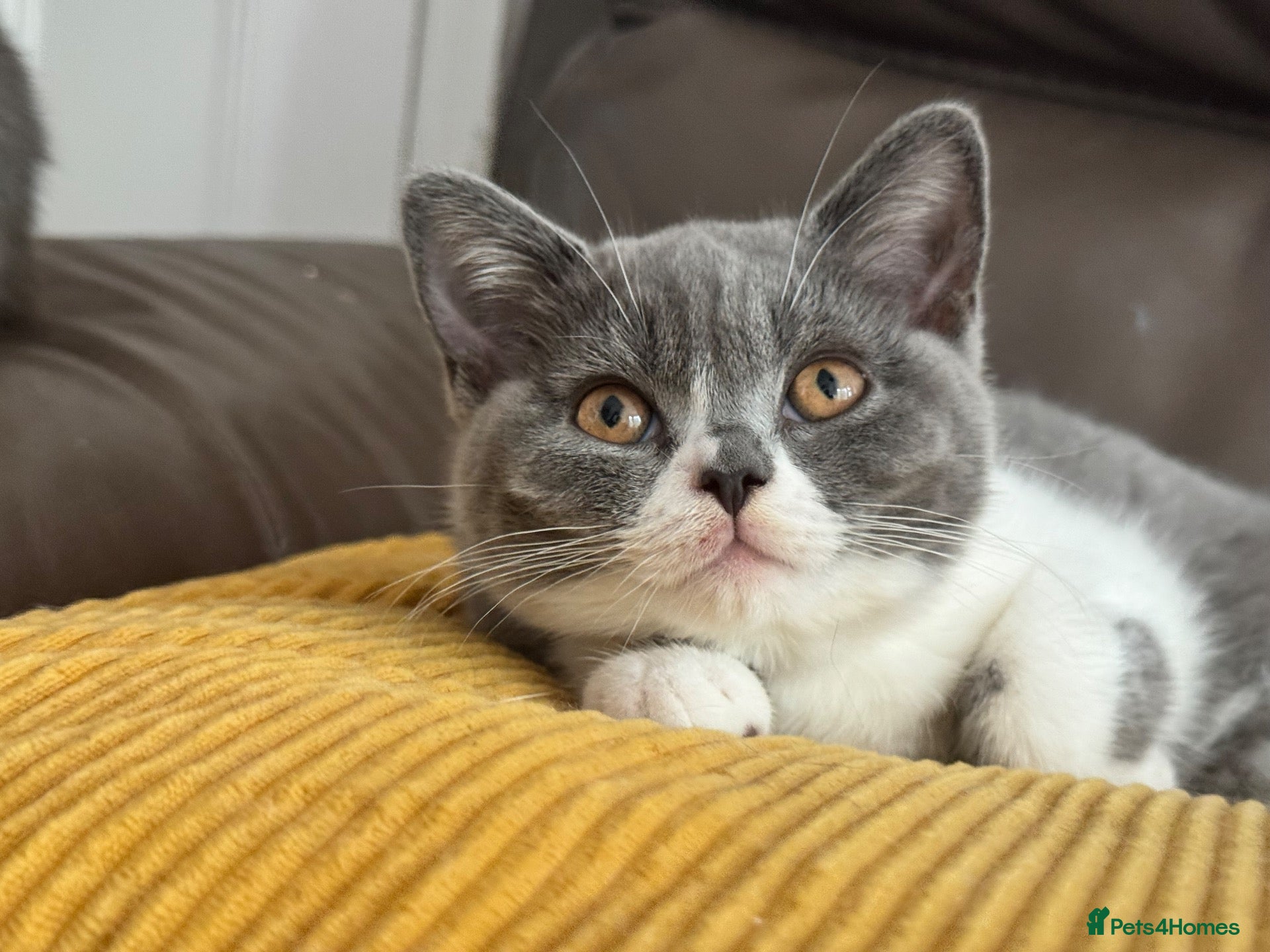 British Shorthair cats TICA Registered BritishShorthairKittens  Ready now - Advert 5