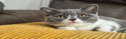 British Shorthair cats for sale: TICA Registered BritishShorthairKittens  Ready now - Advert 10