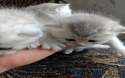 British Shorthair cats for sale: Chunky kittens for sale  - Advert 5