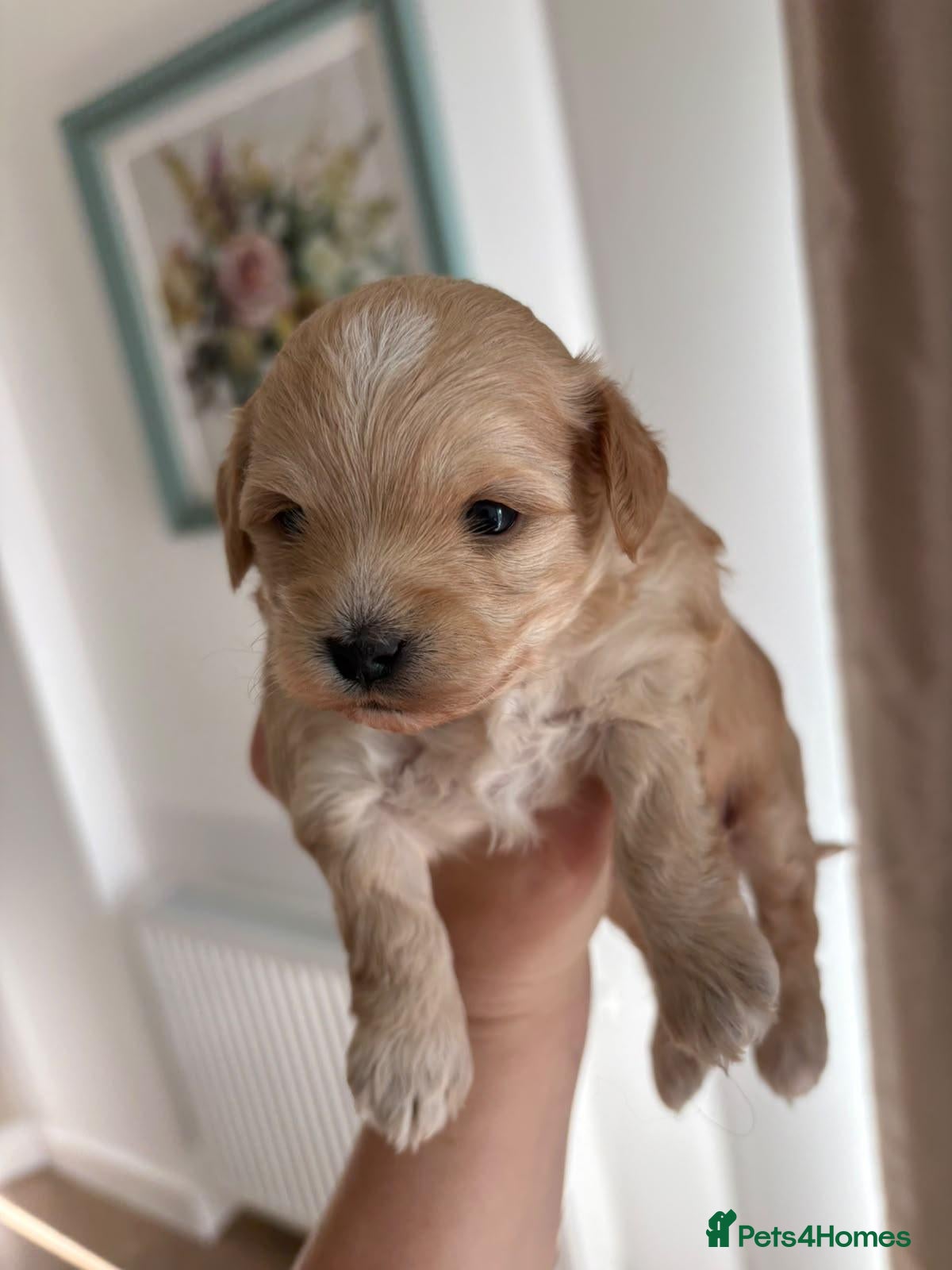 Maltipoo dogs Miss Chloe  - Advert 2