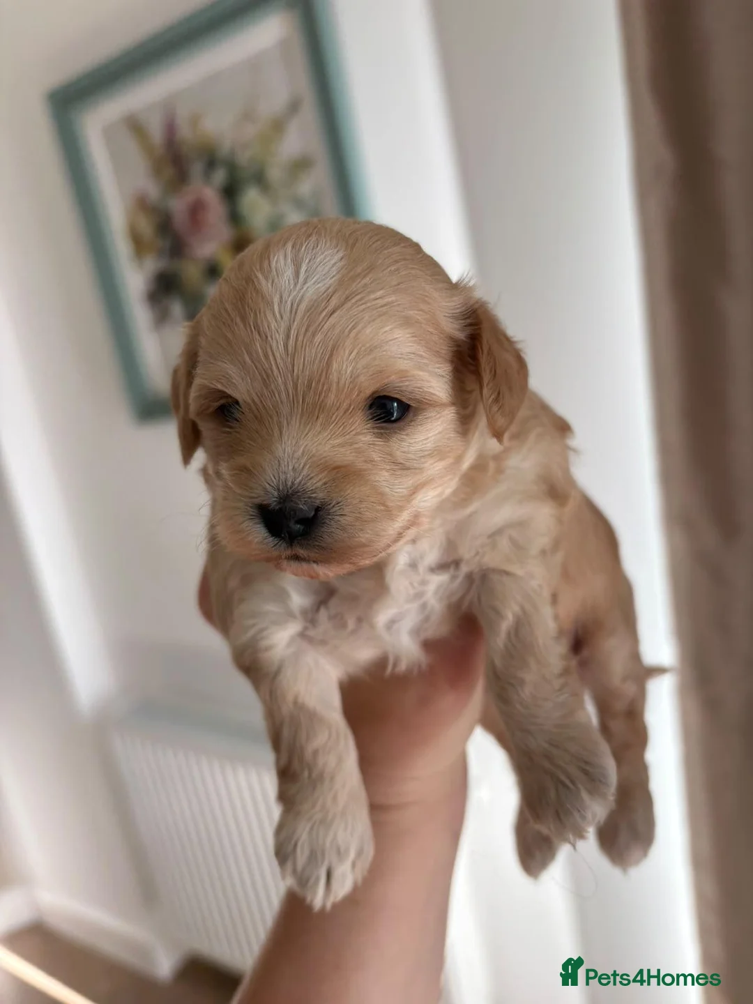 Maltipoo dogs for sale: Miss Chloe  - Advert 1