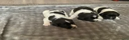 English Springer Spaniel dogs for sale: KC Registered English Springer Spaniel Puppies - Advert 5