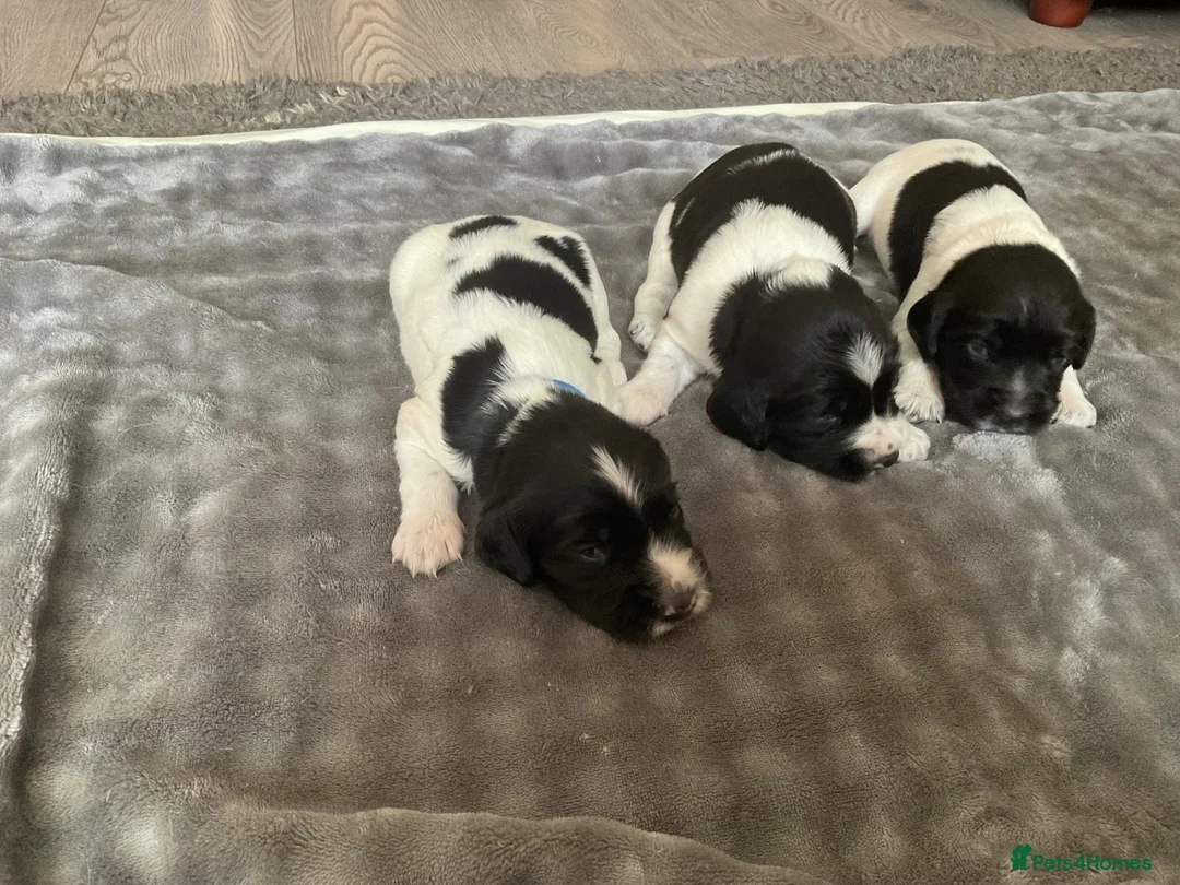 English Springer Spaniel dogs for sale: KC Registered English Springer Spaniel Puppies - Advert 5