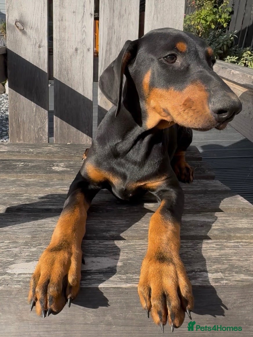 Dobermann dogs Last 2 Champion and working lines KC Doberman pups - Advert 1