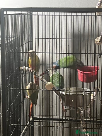 Conures birds - Advert 11