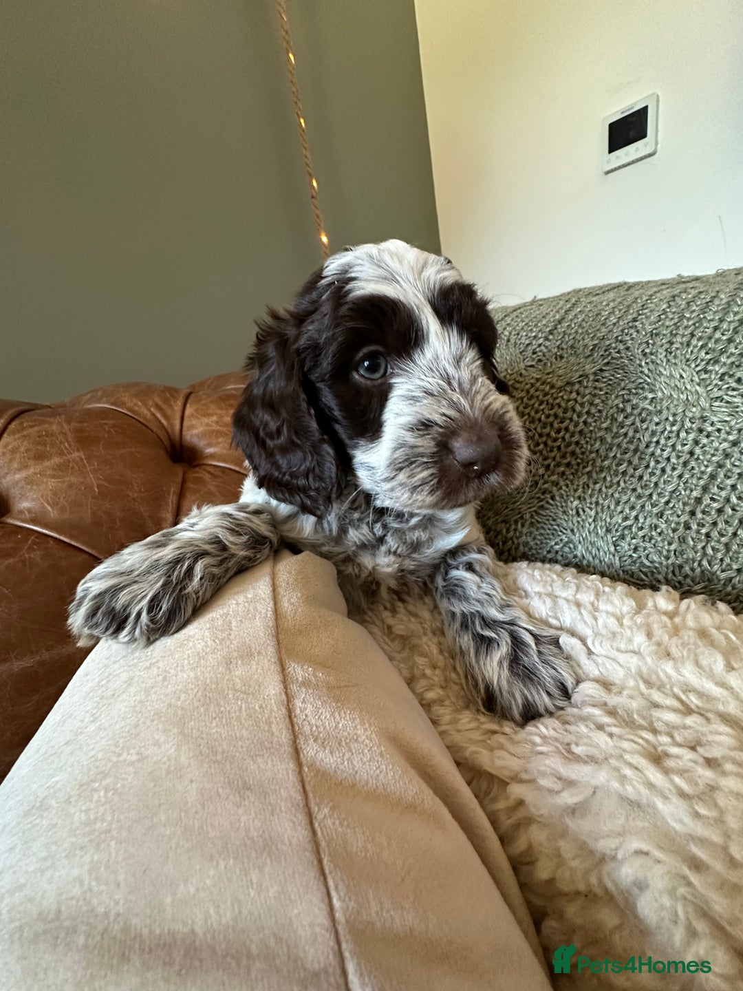 Cockapoo dogs for sale: Cockapoo puppies. Fully DNA tested.  - Image 4