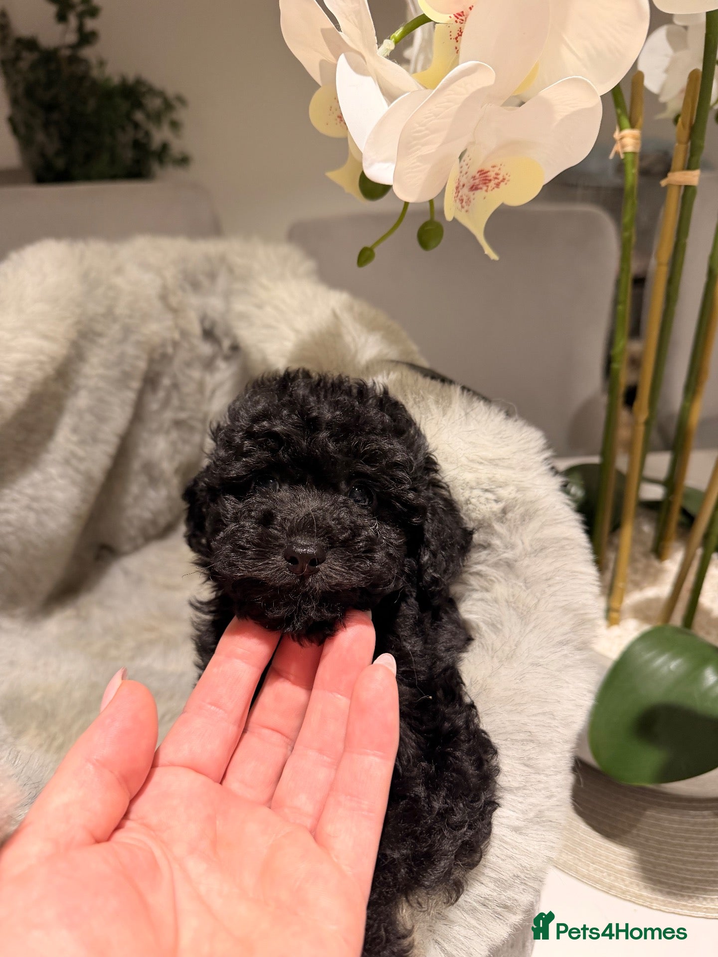 Toy Poodle dogs 💕 TINY TOY POODLE x ASIAN POODLE PUPPIES  💕 - Advert 2