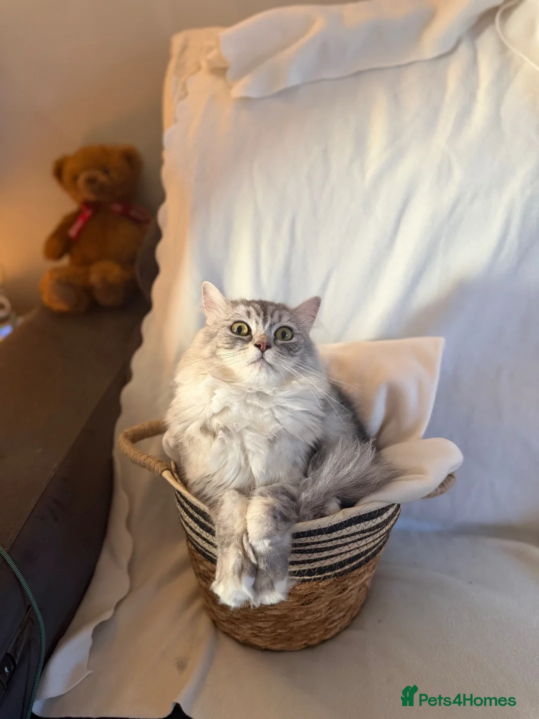 Persian cats for sale: Persian x - Advert 2