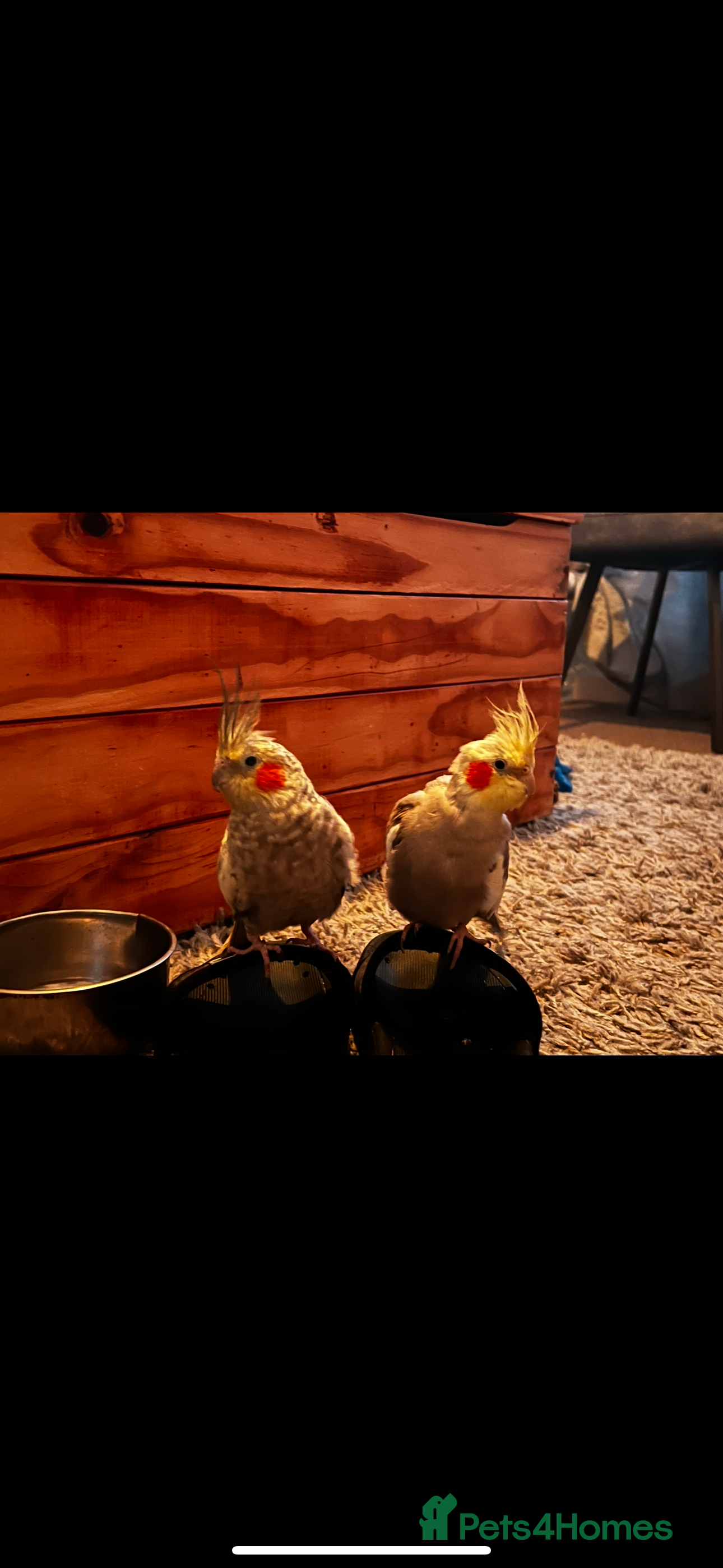 Cockatiels birds Male and Female pair of cockatiels  - Advert 16