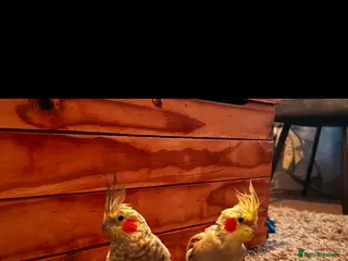 Cockatiels birds Male and Female pair of cockatiels - Advert 3