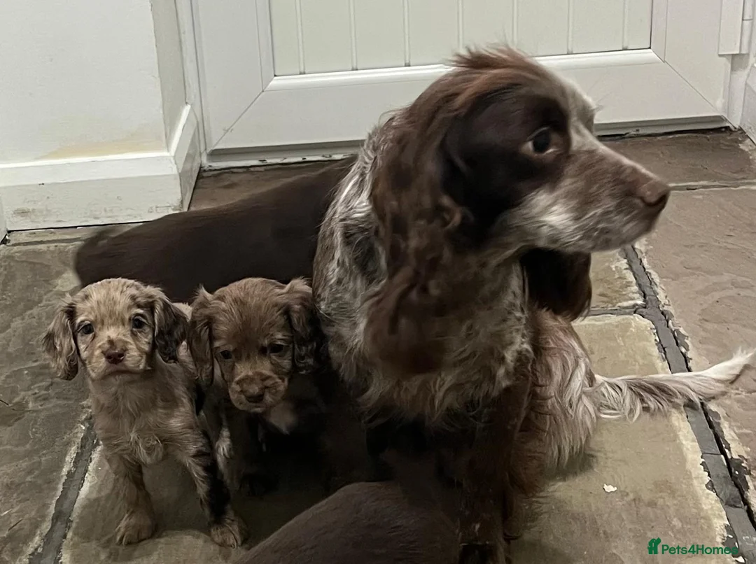 Cocker Spaniel dogs for sale: Cocker spaniels - Advert 1