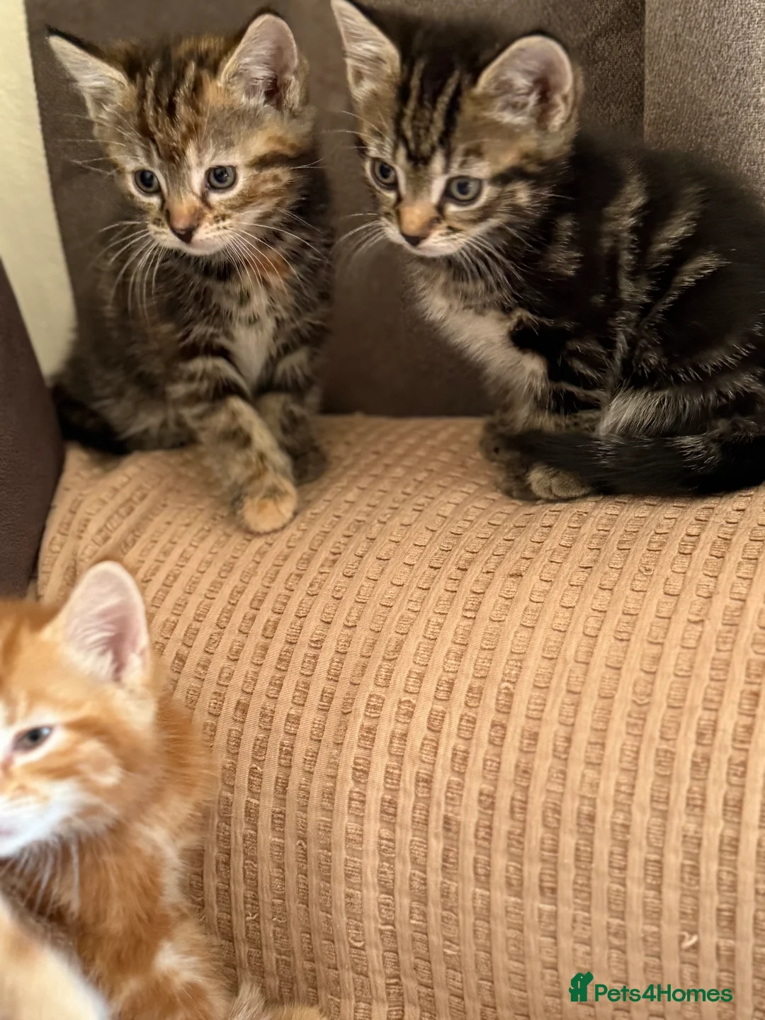 Domestic Shorthair cats for sale: Four beautiful kittens - Advert 9