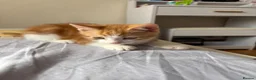 Mixed Breed cats for sale: Beautiful ginger kitten looking for a forever home - Advert 5