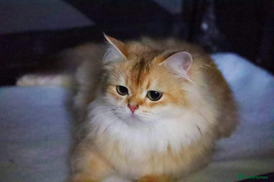 British Longhair cats Esmeralda the diamond  - Advert 18