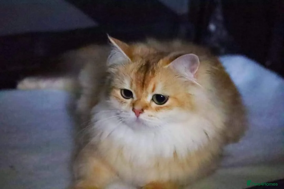 British Longhair cats for sale: Esmeralda the diamond  - Advert 1