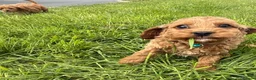 Cavapoo dogs for sale: Toy Cavapoo Puppies - Advert 25