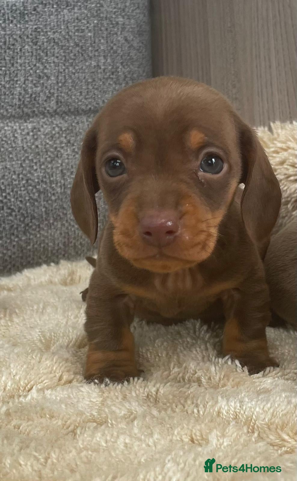 Miniature Dachshund dogs Miniature dachshund - Advert 2