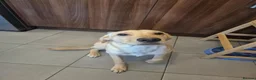 Labrador Retriever dogs for sale: 9mnth old male yellow labrador - Advert 3