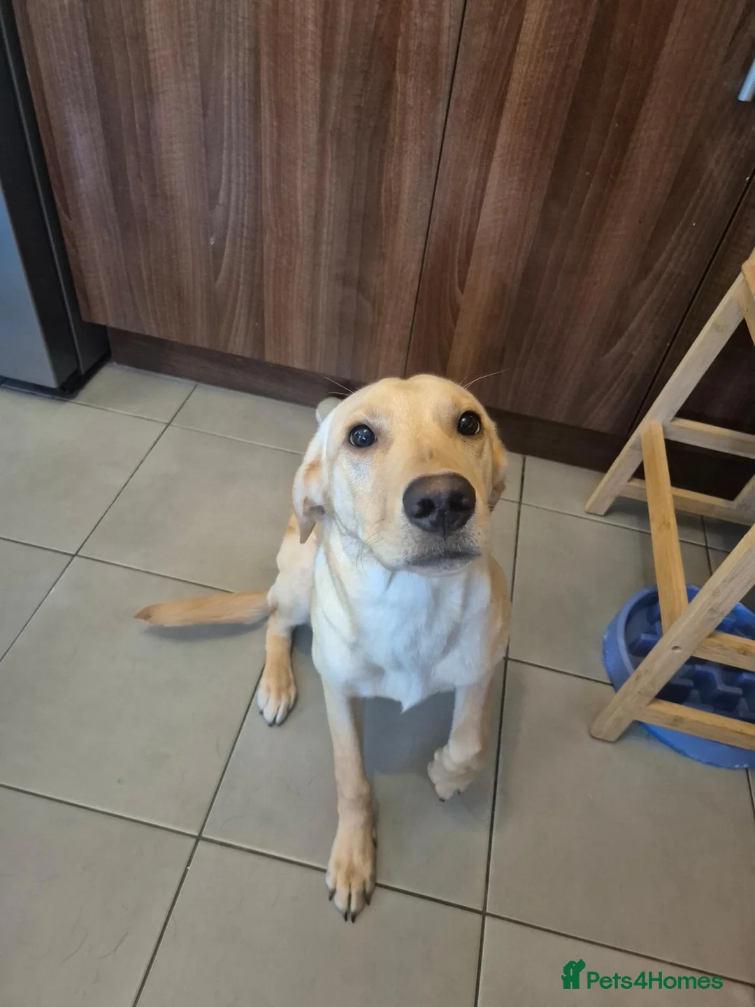 Labrador Retriever dogs for sale: 9mnth old male yellow labrador - Advert 3
