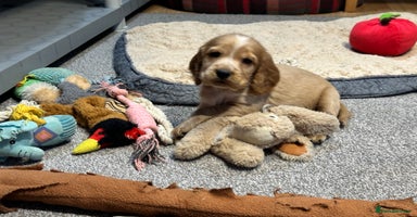 Cocker Spaniel dogs Beautiful show type puppies  - Advert 12