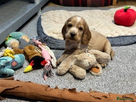 Cocker Spaniel dogs Beautiful show type puppies - Advert 12