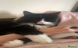 British Longhair cats for sale: 🐾 Playful Young Cat in Need of a Loving Home - Image 3