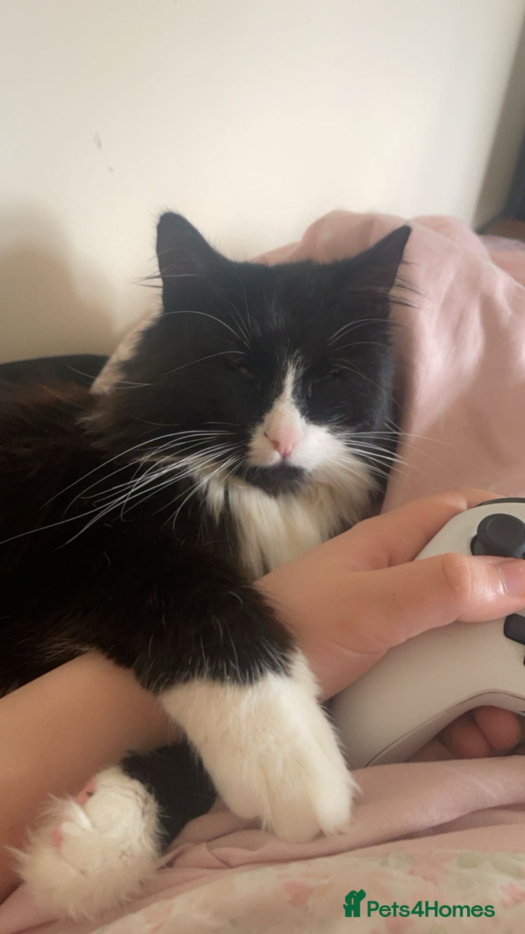 British Longhair cats for sale: 🐾 Playful Young Cat in Need of a Loving Home - Image 3