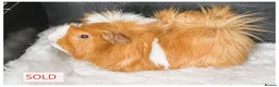 Guinea Pig rodents for sale: Beautiful baby boys, and adult boys. - Advert 3