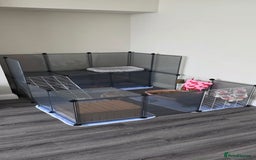 Rex rabbits for sale: 2 female rabbits - Image 9