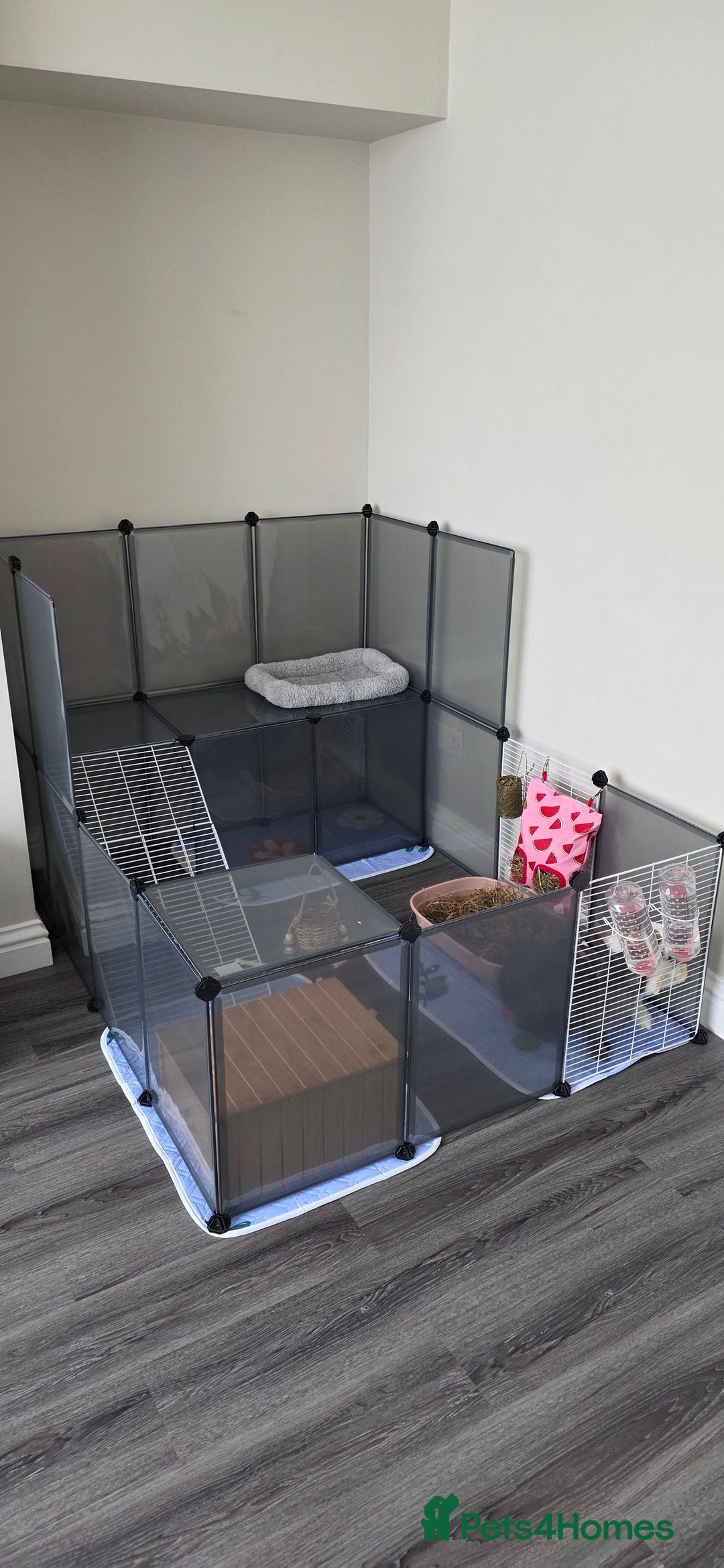 Rex rabbits for sale: 2 female rabbits - Image 9