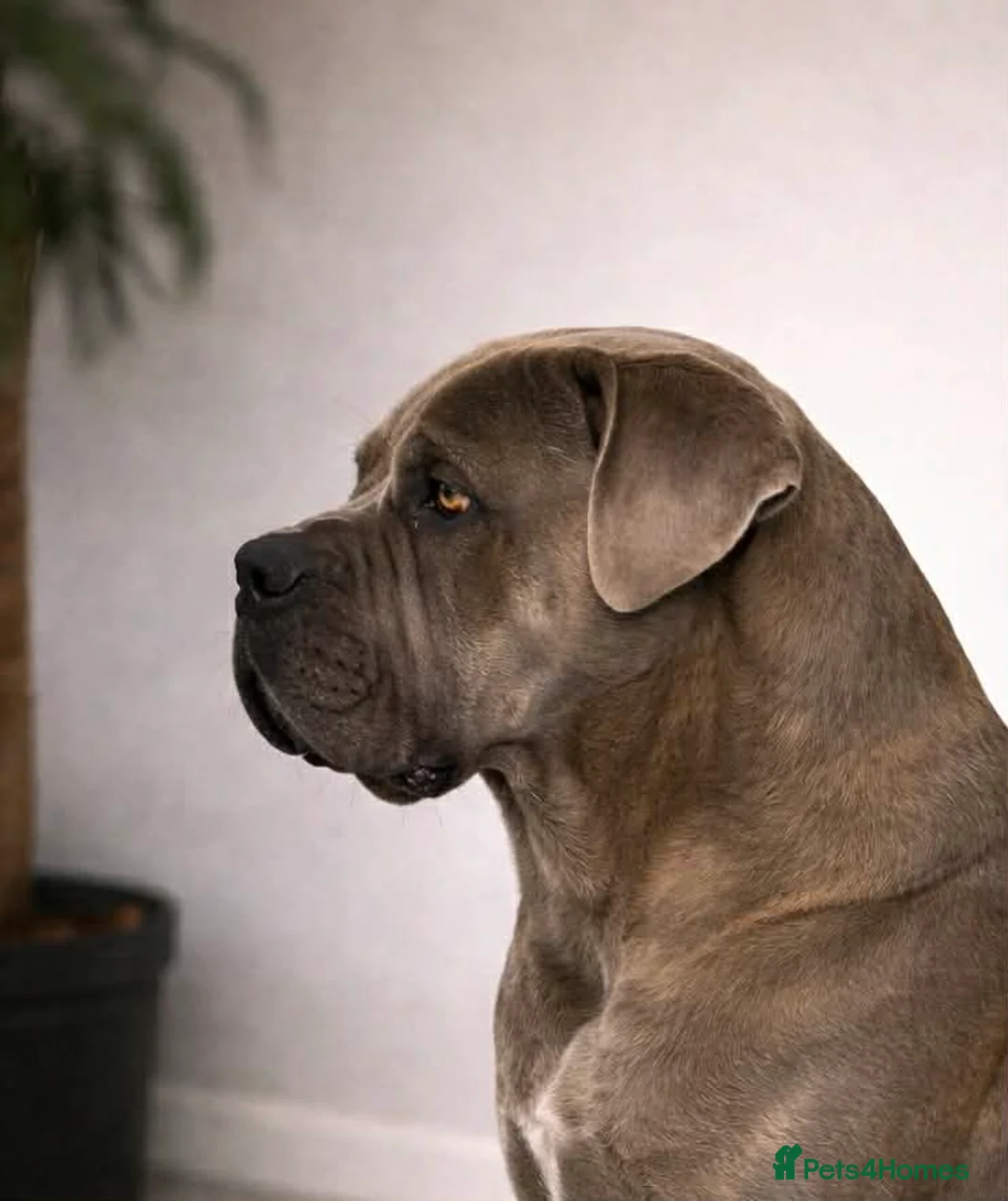 Cane Corso dogs for sale: Cane corso - Advert 3